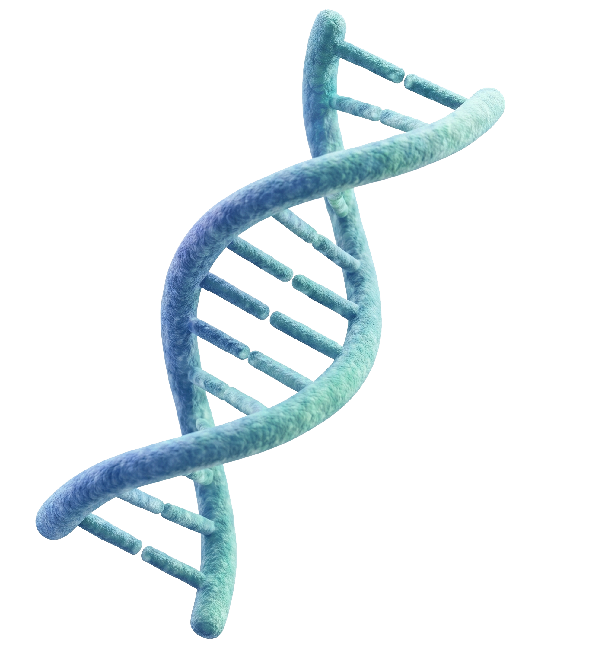 DNA 3D Structure
